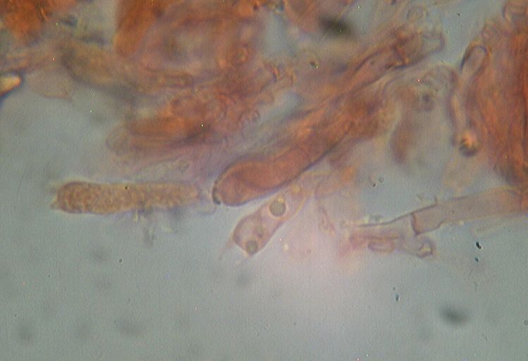 Oxyporus latemarginatus